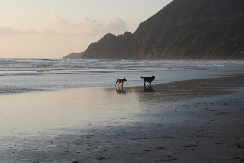 Pet friendly oregon coast vacation rentals