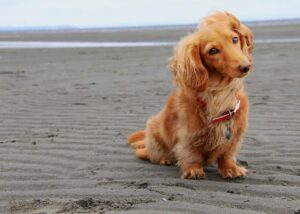 dog on beach oregon
