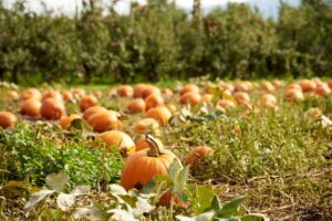 pumpkin patch oregon coast
