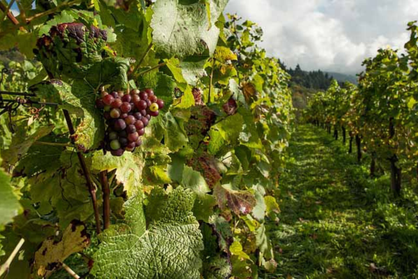 oregon coast wineries