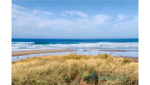 Nomi`s Ark Main Image